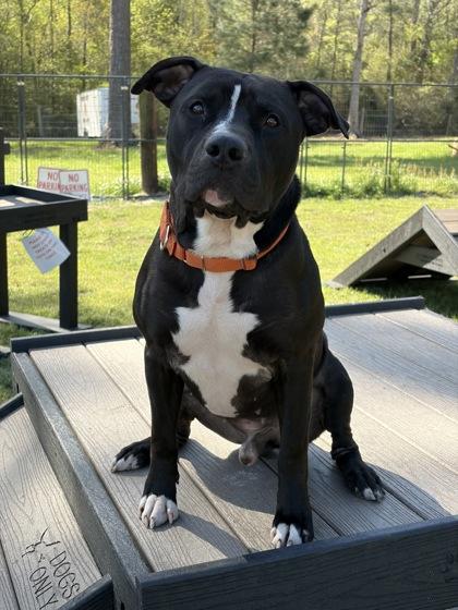 Enlarge Remi, a Adoptable mixed breed in Conway, SC image 2/3