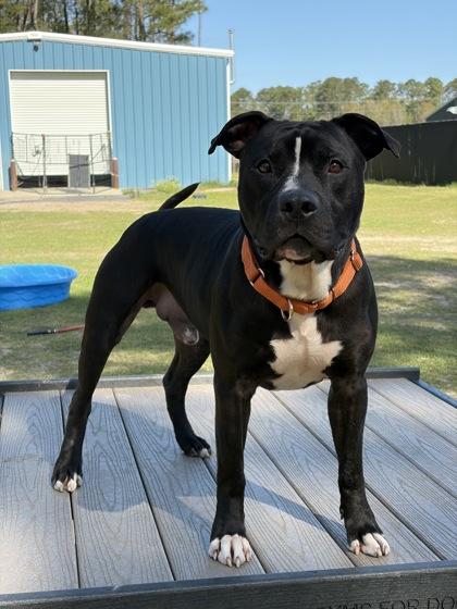 Enlarge Remi, a Adoptable mixed breed in Conway, SC image 3/3