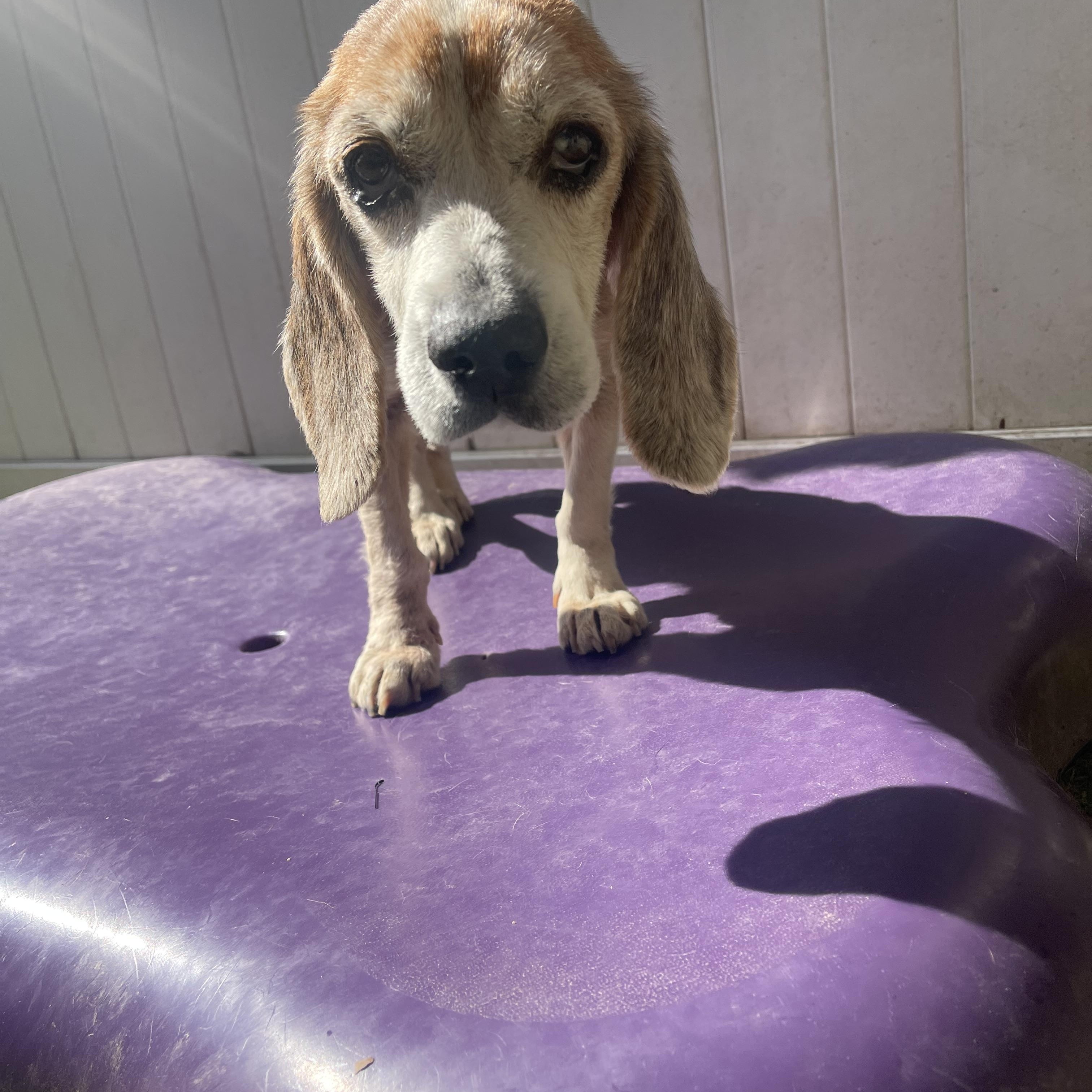 Enlarge Mabel, a ADOPTABLE Beagle in Baton Rouge, LA image 4/4