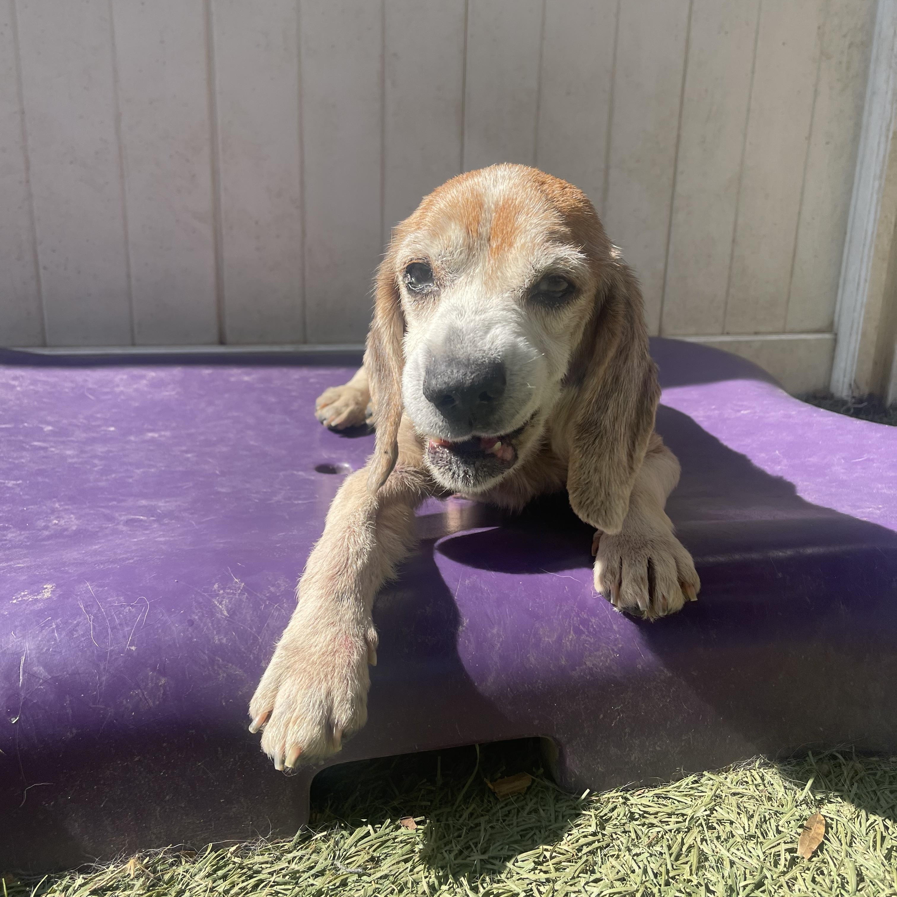 Enlarge Mabel, a ADOPTABLE Beagle in Baton Rouge, LA image 3/4