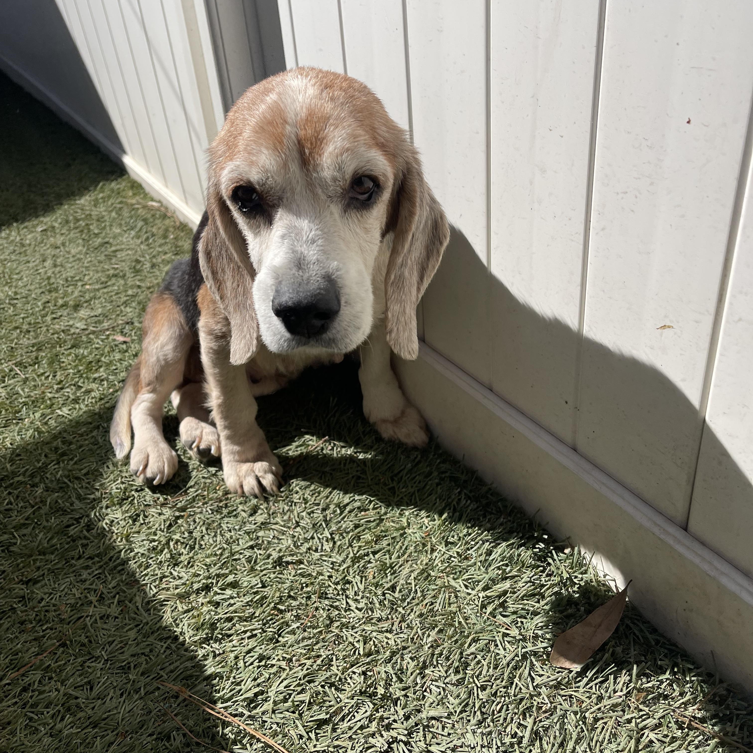 Enlarge Mabel, a ADOPTABLE Beagle in Baton Rouge, LA image 2/4