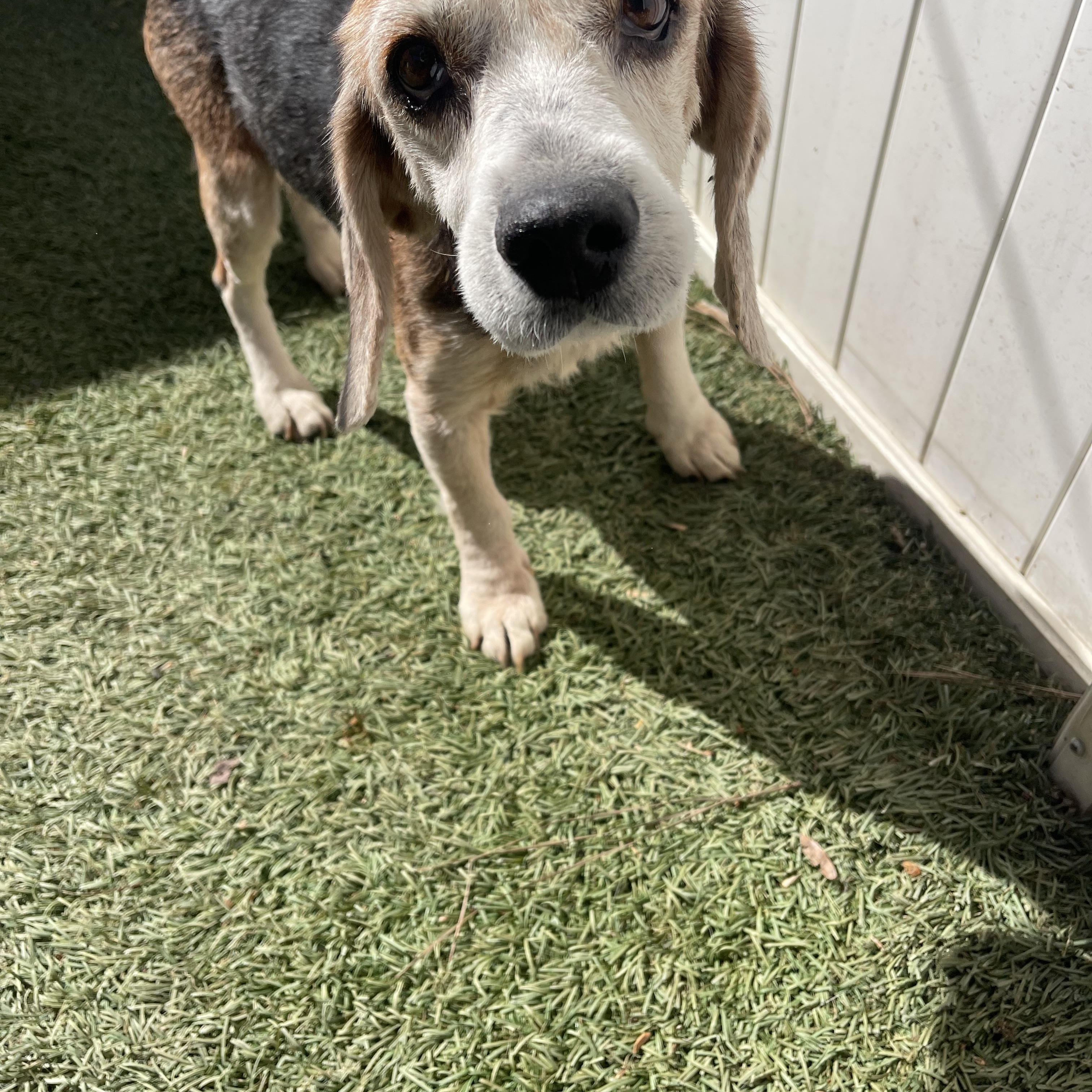 Enlarge Mabel, a ADOPTABLE Beagle in Baton Rouge, LA image 1/4