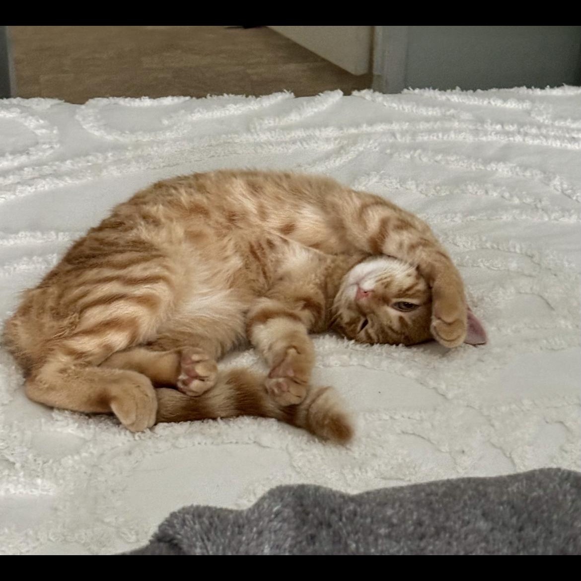 Doc, an adopted Domestic Short Hair in Crofton, MD image 2/5