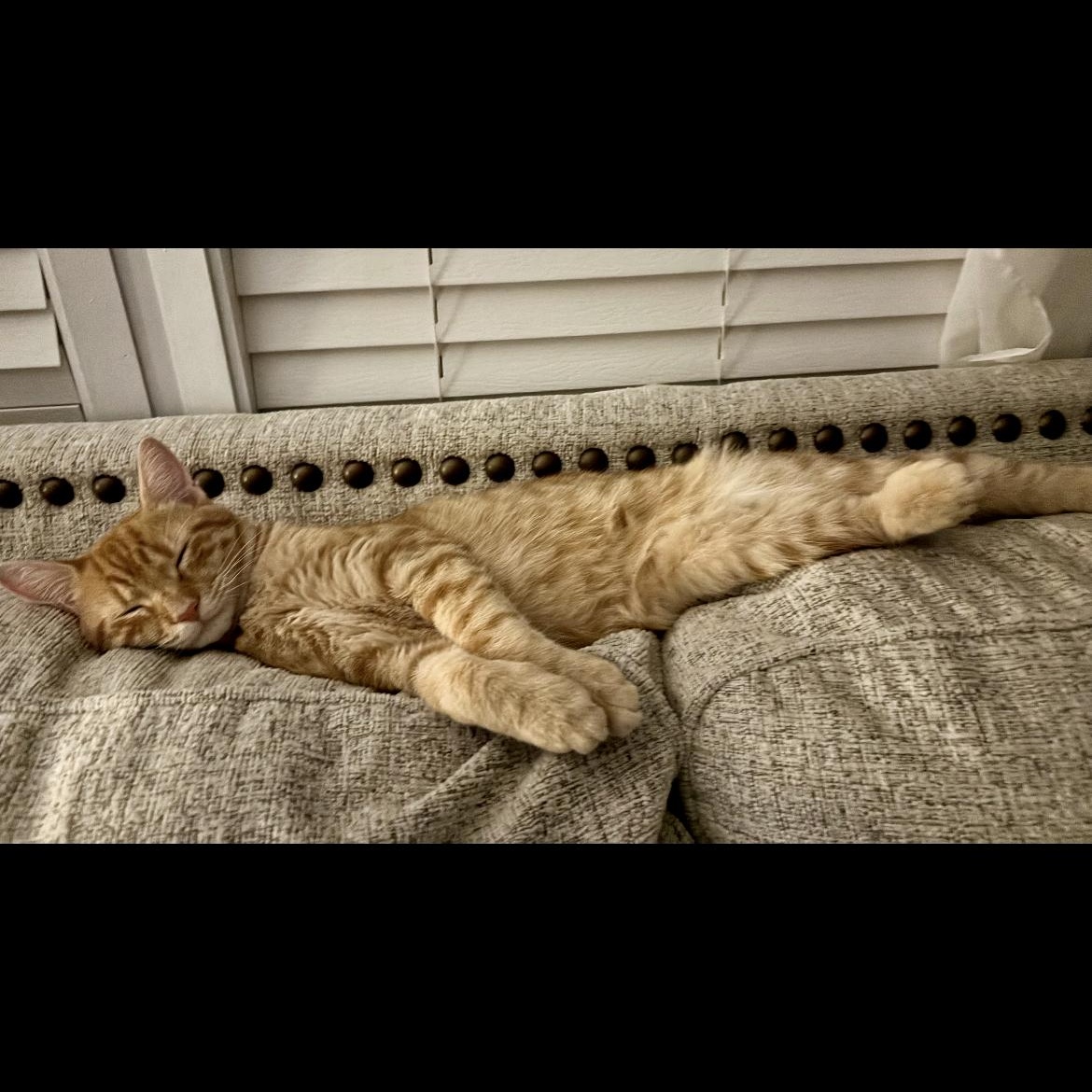Doc, an adopted Domestic Short Hair in Crofton, MD image 5/5
