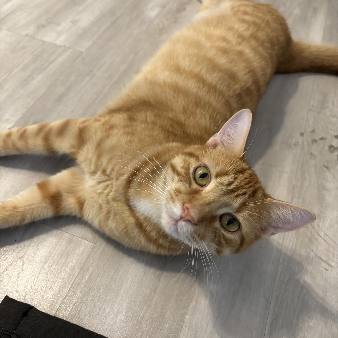 Doc, an adopted Domestic Short Hair in Crofton, MD image 3/5