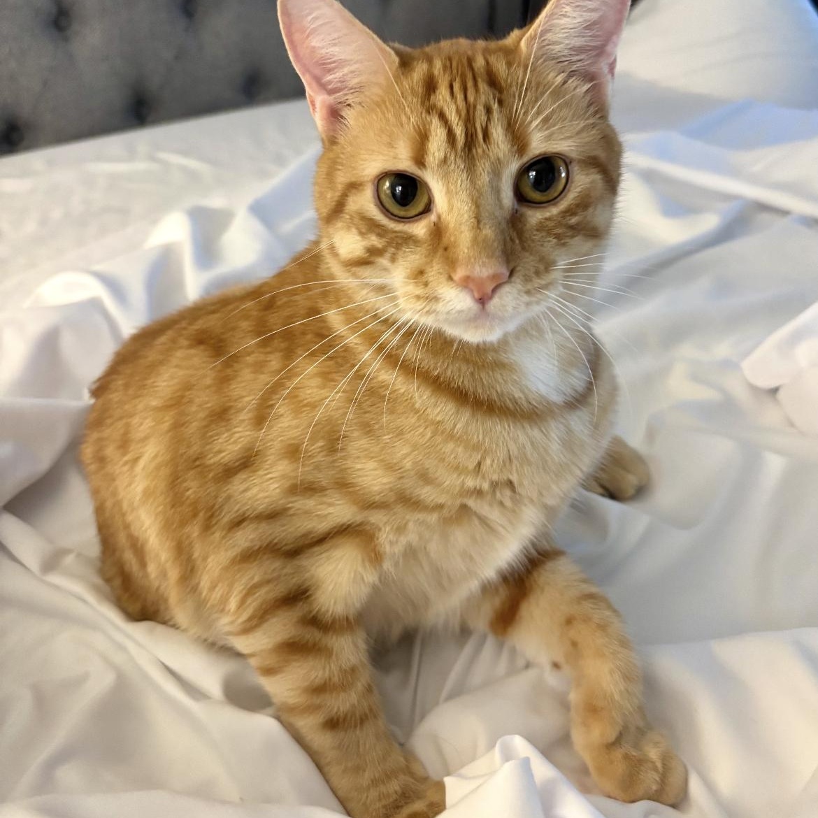 Doc, an adopted Domestic Short Hair in Crofton, MD image 4/5