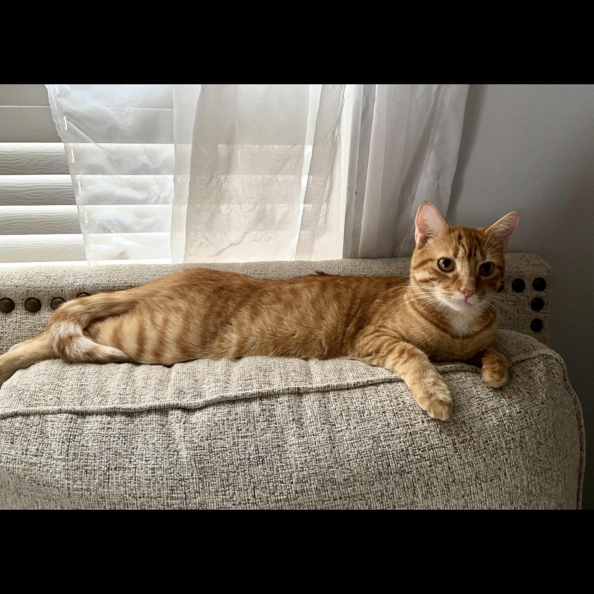 Doc, adopted, Young Male Domestic Short Hair.
