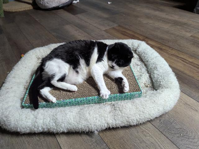 Maybelle, Adoptable, Adult Female Domestic Short Hair.