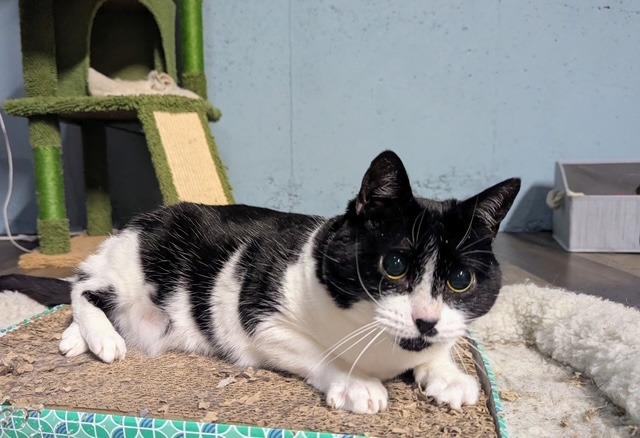 Maybelle, a Adoptable mixed breed in Pawtucket, RI image 4/5