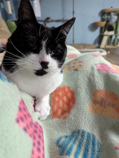 Maybelle, a Adoptable mixed breed in Pawtucket, RI image 5/5