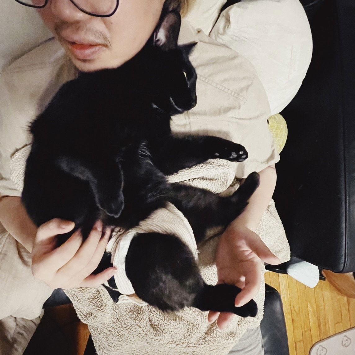 Enlarge Midnight, a Adoptable Domestic Short Hair in Somerville, MA image 1/3