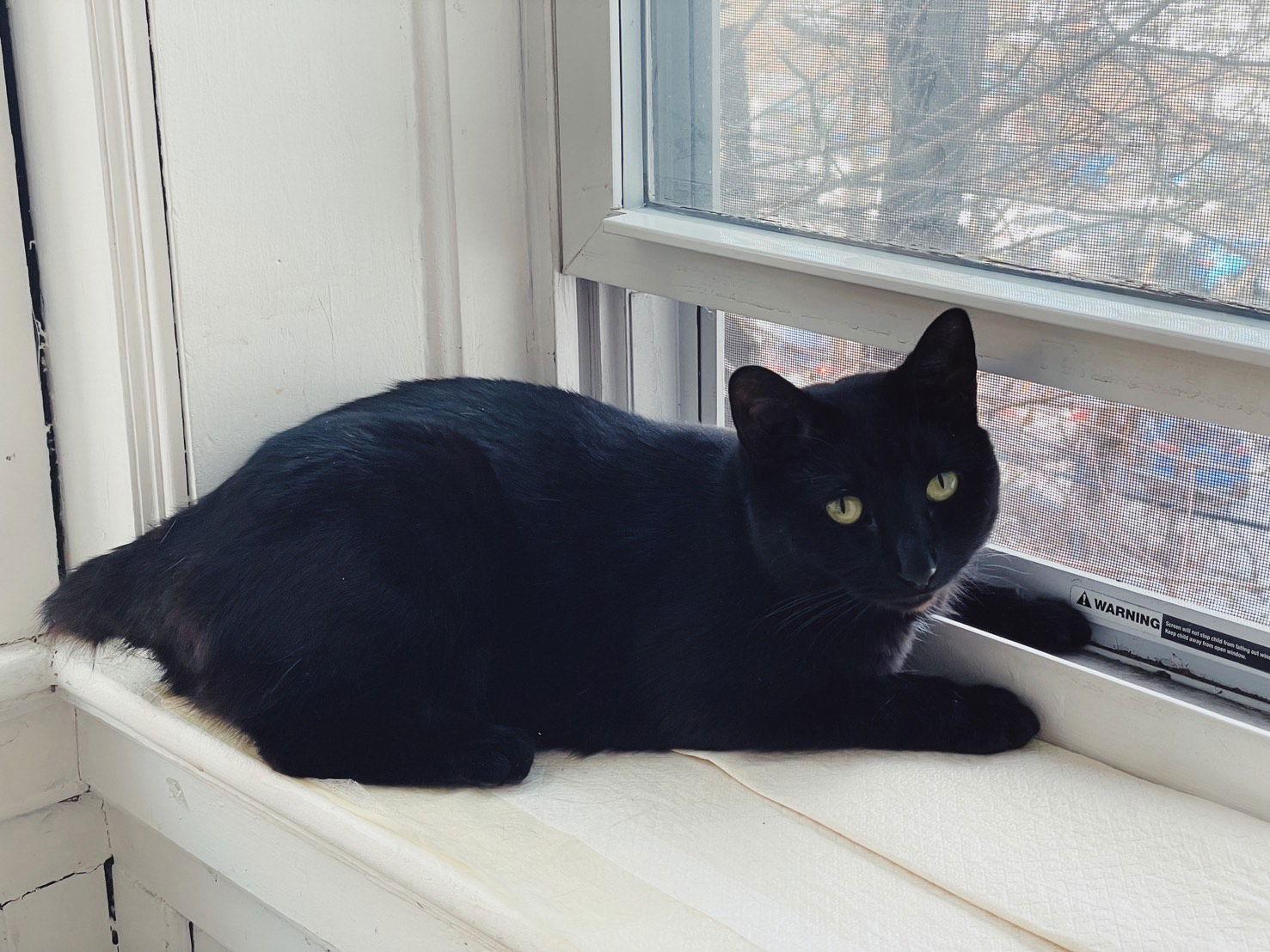 Enlarge Midnight, a Adoptable Domestic Short Hair in Somerville, MA image 2/3