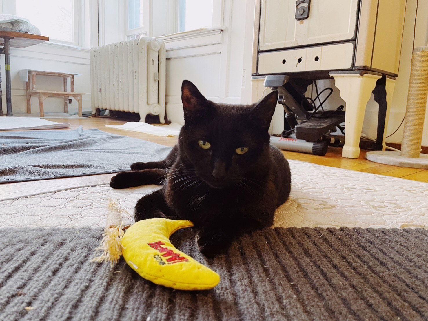 Enlarge Midnight, a Adoptable Domestic Short Hair in Somerville, MA image 3/3