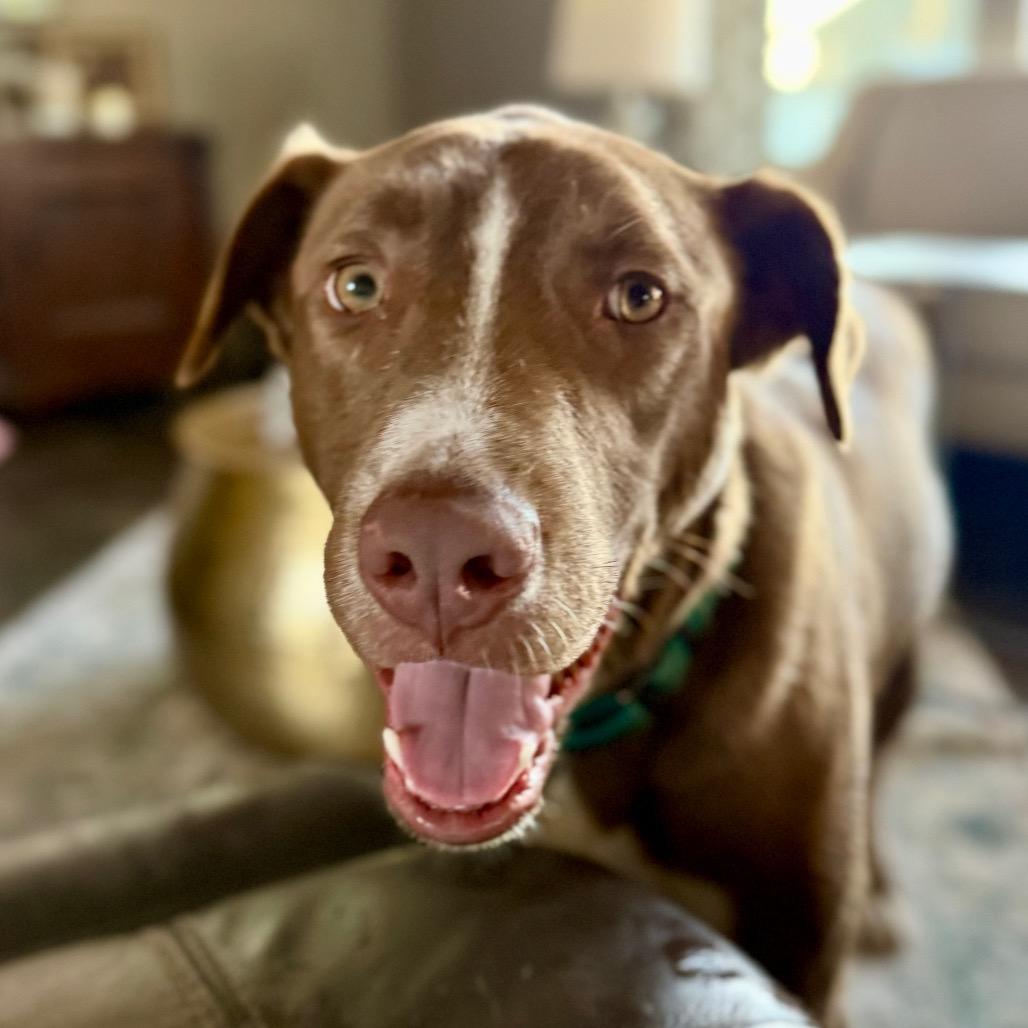 Enlarge Kodi, a Adoptable mixed breed in Chicago, IL image 1/6