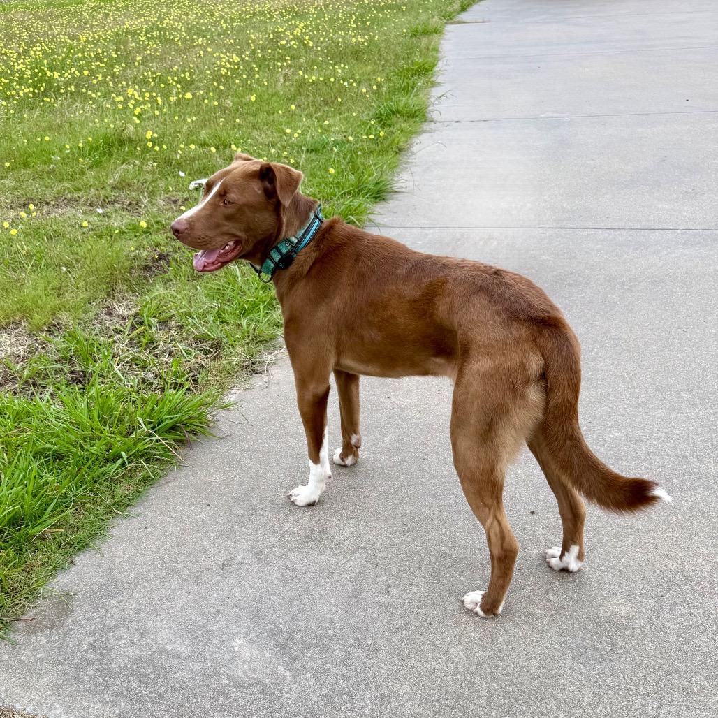 Enlarge Kodi, a Adoptable mixed breed in Chicago, IL image 2/6