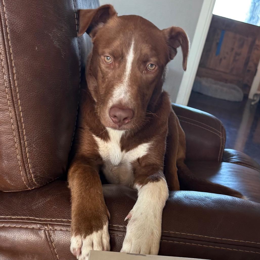 Enlarge Kodi, a Adoptable mixed breed in Chicago, IL image 5/6