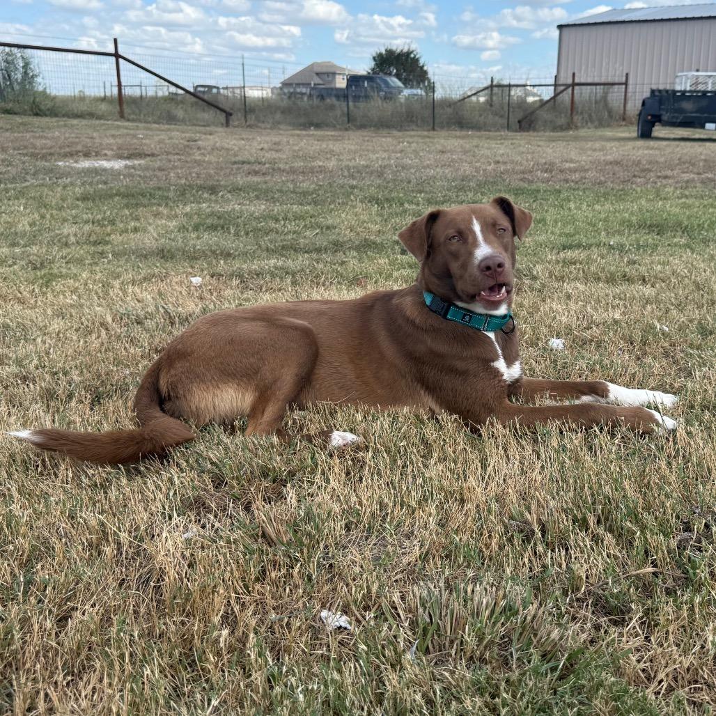 Enlarge Kodi, a Adoptable mixed breed in Chicago, IL image 2/6