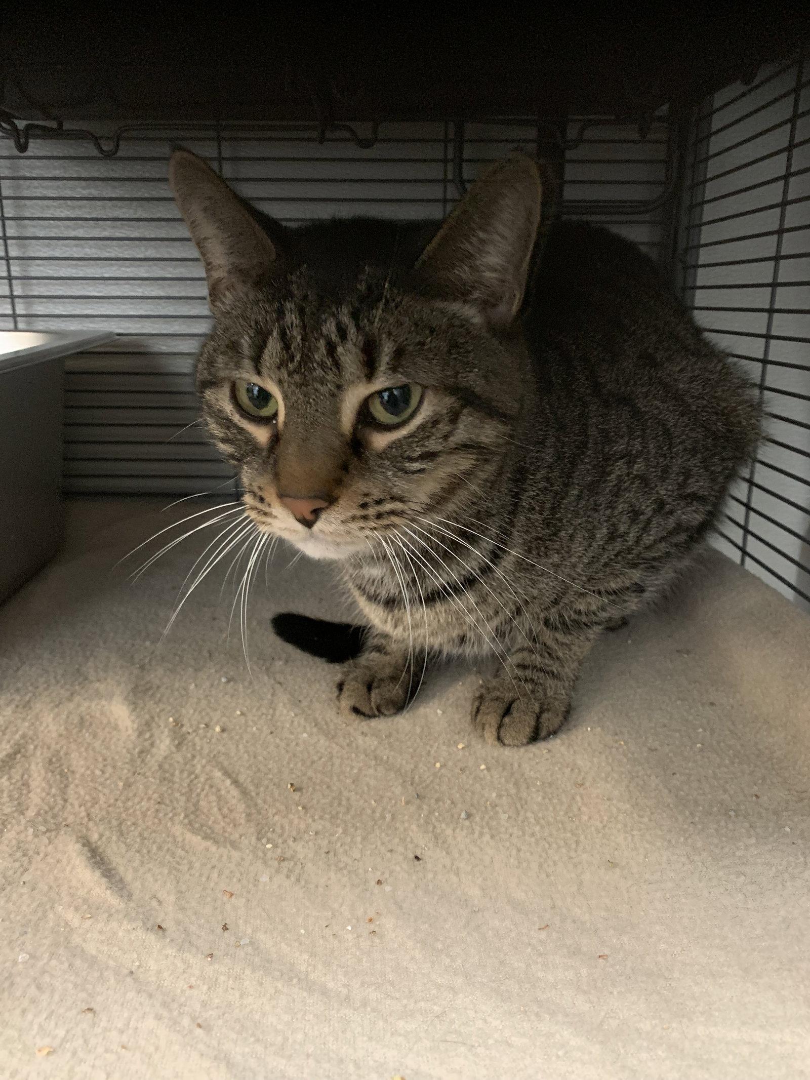 Max, Adopted, Senior Male Domestic Short Hair.