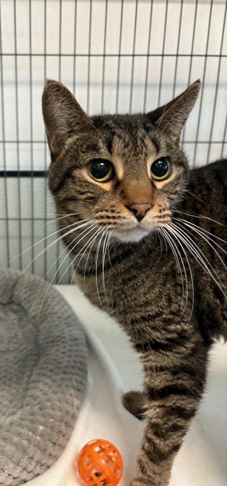 Enlarge Max, a Adopted Domestic Short Hair in Sanford, FL image 2/2