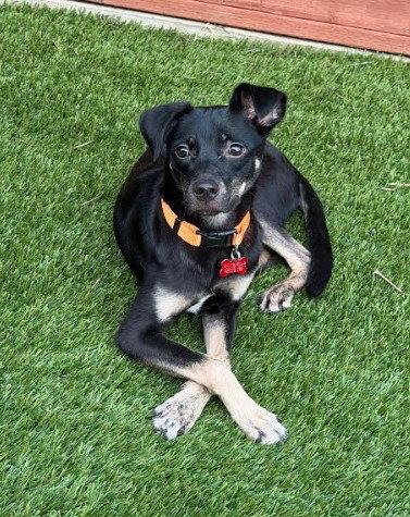 Kali, a Adoptable mixed breed in San Diego, CA image 1/3