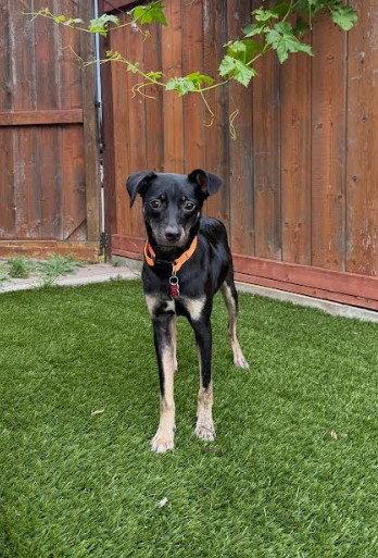 Kali, a Adoptable mixed breed in San Diego, CA image 2/3