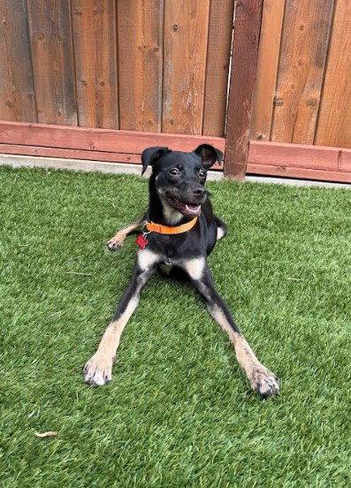 Kali, a Adoptable mixed breed in San Diego, CA image 3/3