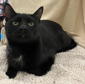 Elvira, Adoptable, Young Female Domestic Short Hair.