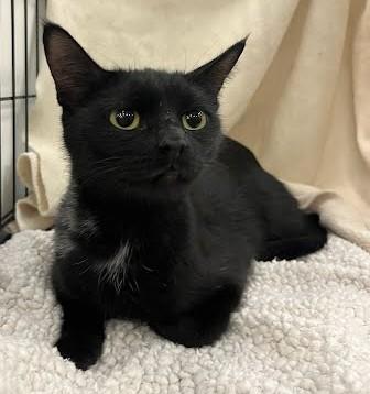 Enlarge Elvira, a Adoptable Domestic Short Hair in Phoenix, AZ image 4/5