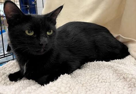 Enlarge Elvira, a Adoptable Domestic Short Hair in Phoenix, AZ image 5/5