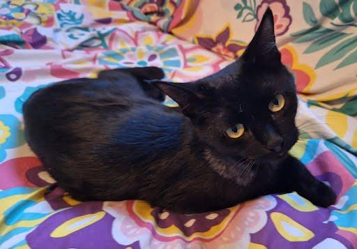 Enlarge Elvira, a Adoptable Domestic Short Hair in Phoenix, AZ image 3/5