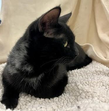 Enlarge Elvira, a Adoptable Domestic Short Hair in Phoenix, AZ image 2/5