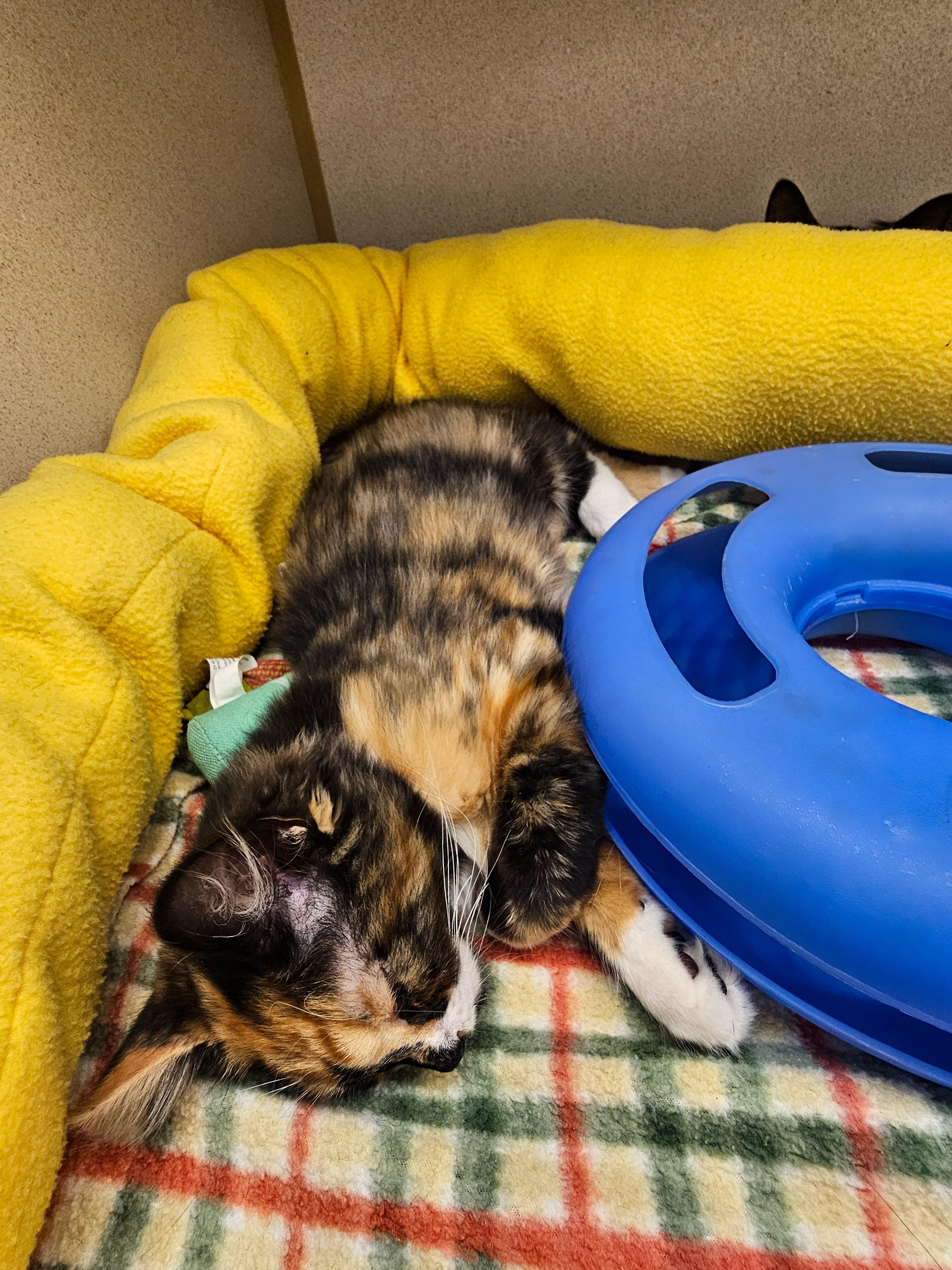 Enlarge Mandy, an adopted Domestic Medium Hair in Naples, FL image 3/6