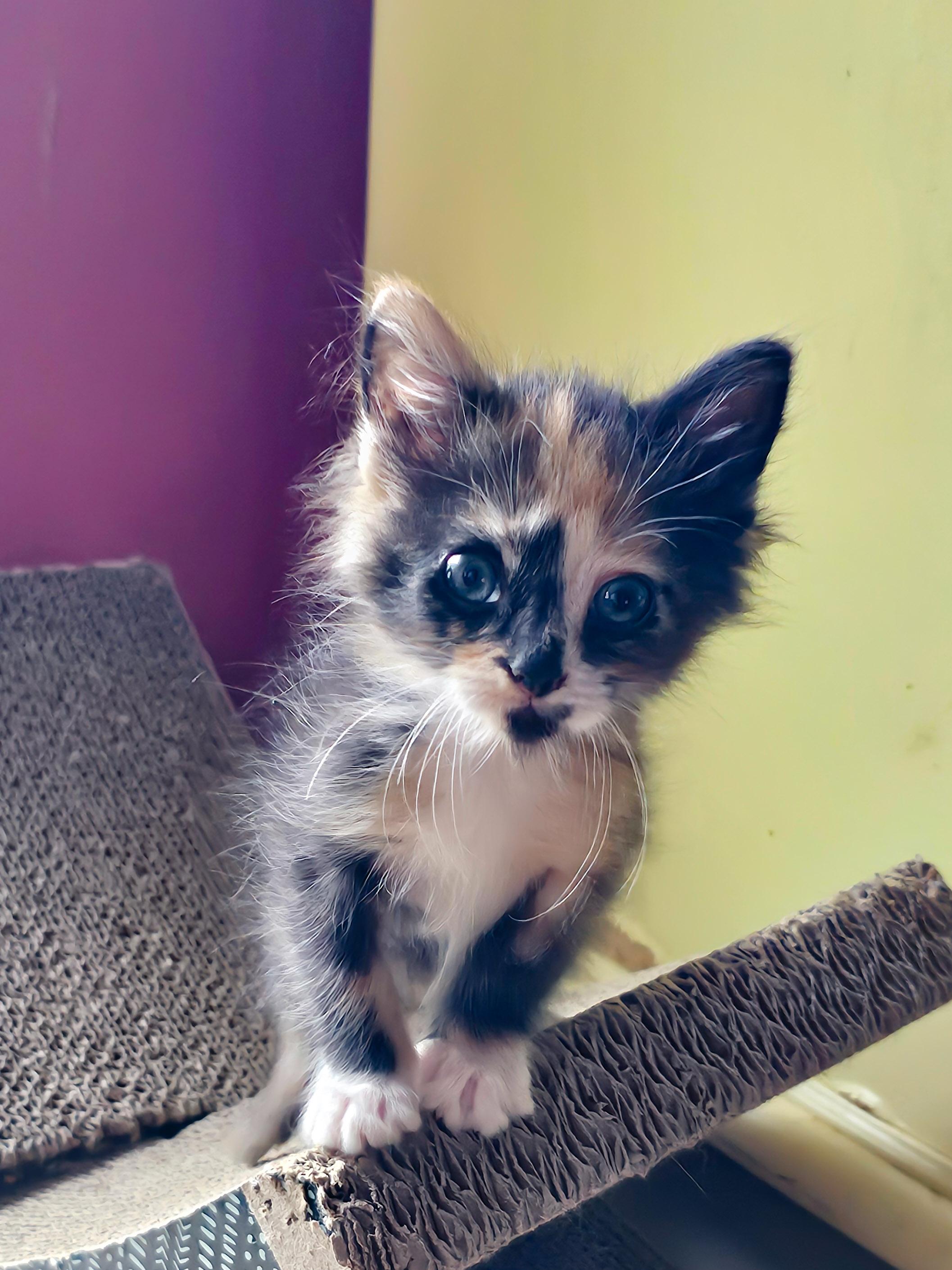 Enlarge Mandy, an adopted Domestic Medium Hair in Naples, FL image 4/6