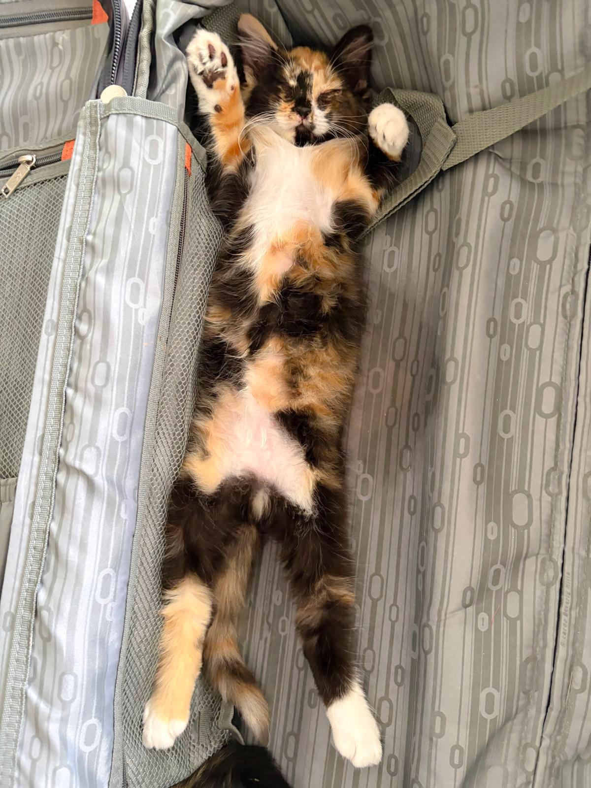 Enlarge Mandy, an adopted Domestic Medium Hair in Naples, FL image 5/6