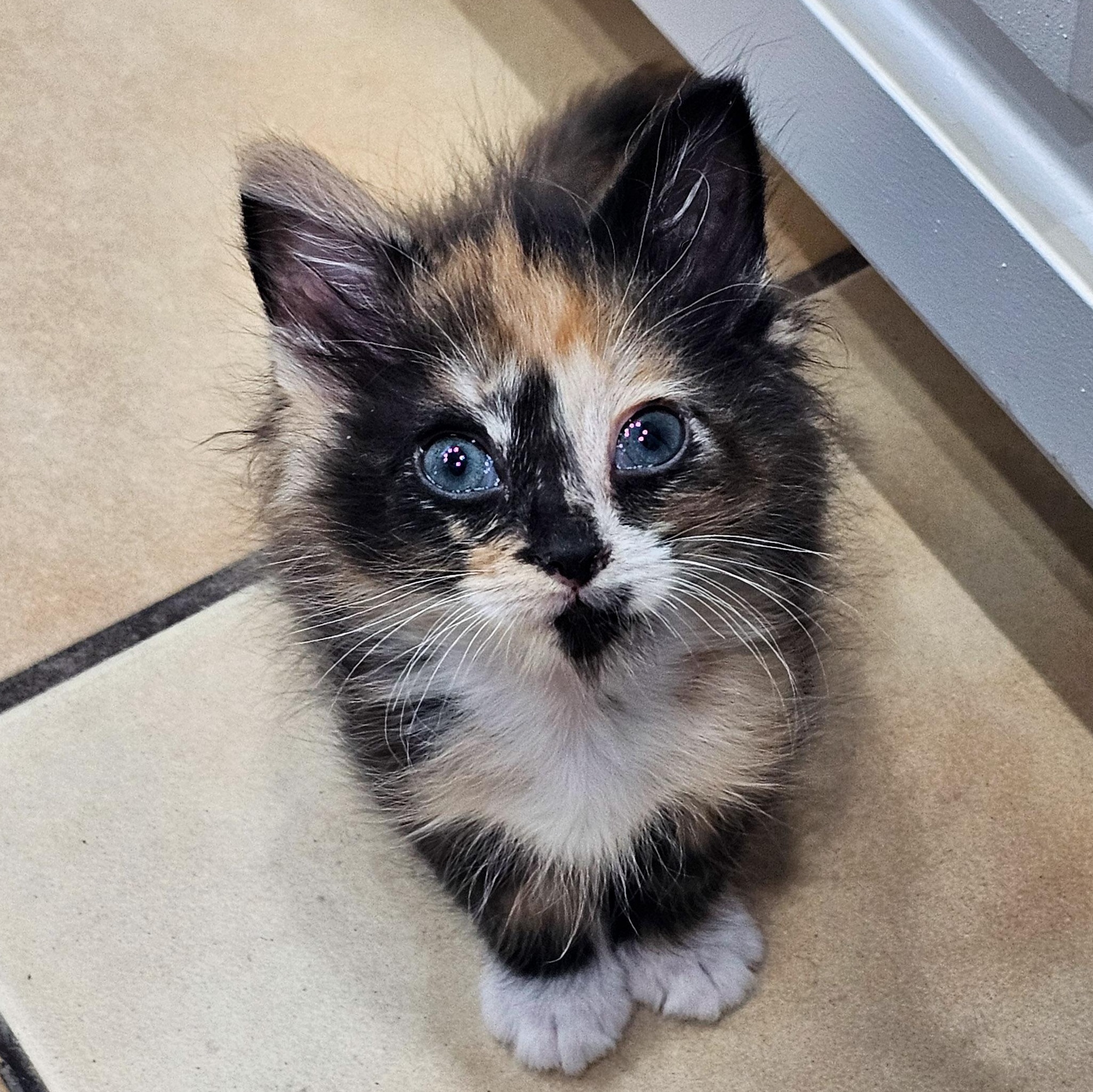 Enlarge Mandy, an adopted Domestic Medium Hair in Naples, FL image 1/6