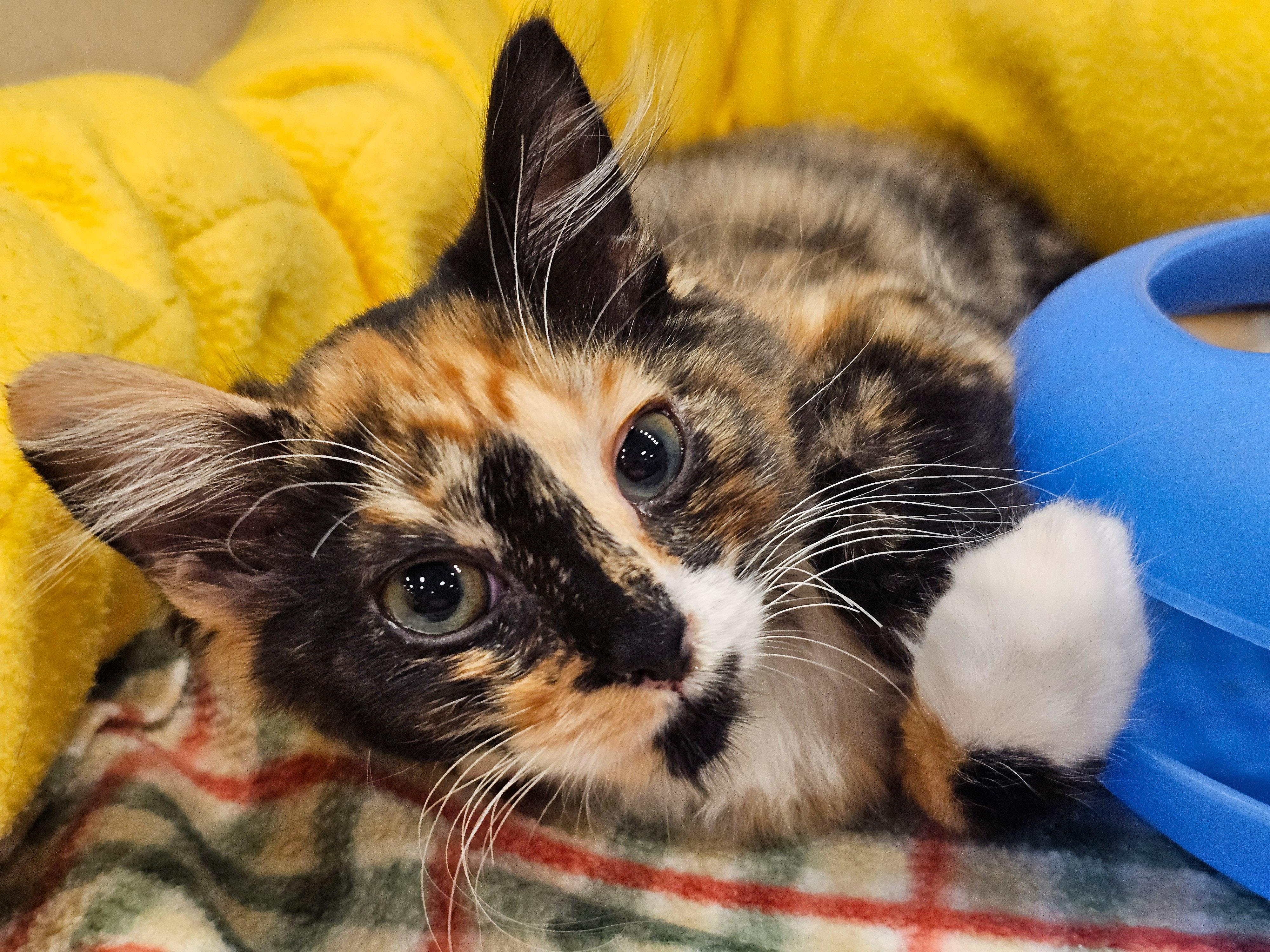 Enlarge Mandy, an adopted Domestic Medium Hair in Naples, FL image 2/6