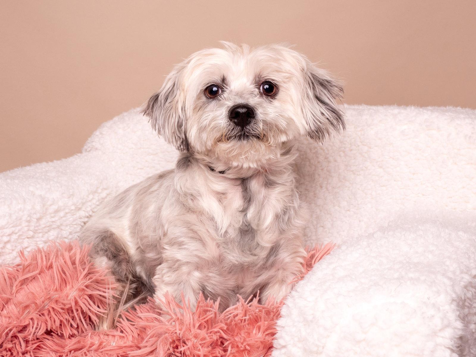 Bunny, Adopted, Young Female Maltese.