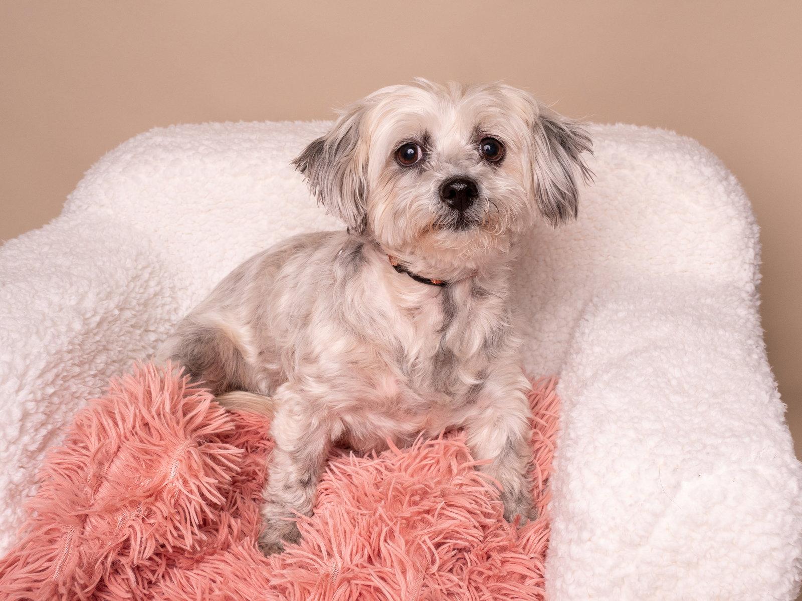 Bunny, a Adopted Maltese in Palo Alto, CA image 2/2