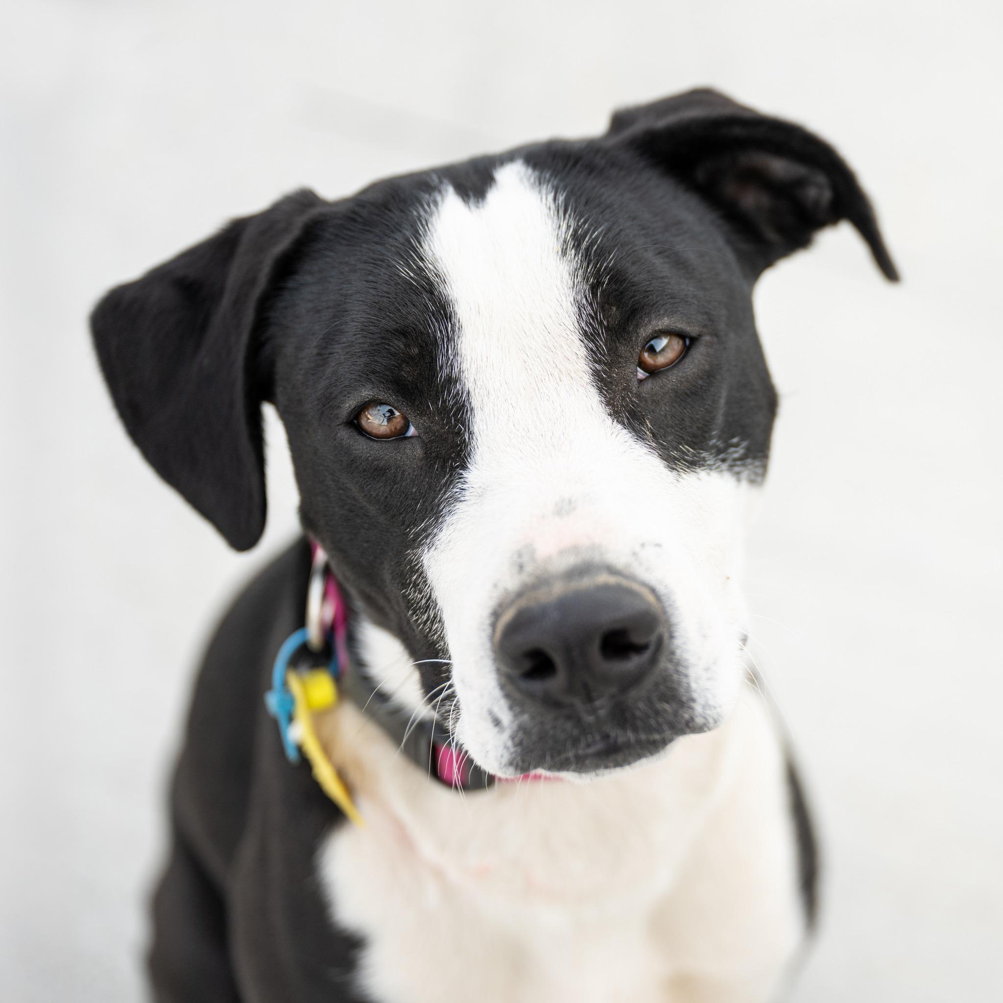 Bugg: RIDGE DOG IN TRAINING @ PRISON FACILITY photo 1