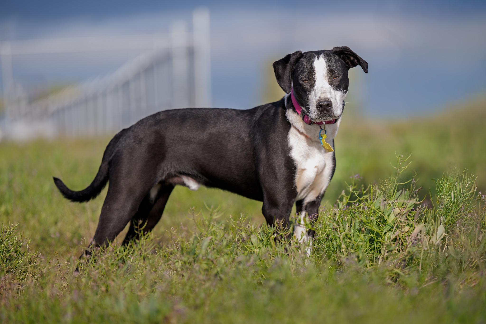 Bugg: RIDGE DOG IN TRAINING @ PRISON FACILITY photo 3