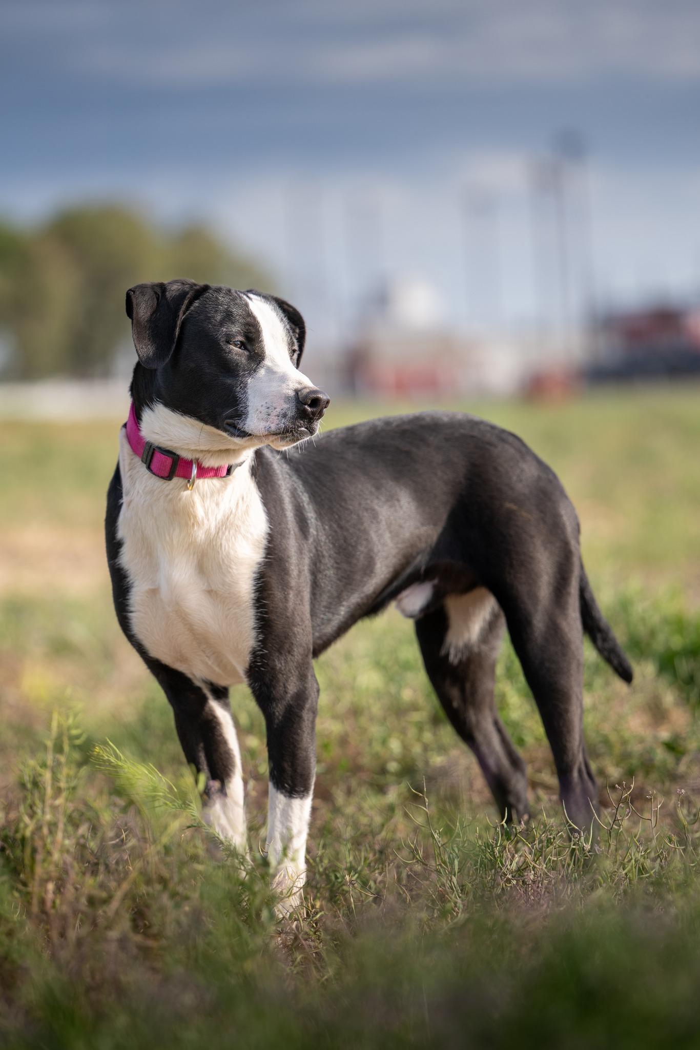 Bugg: RIDGE DOG IN TRAINING @ PRISON FACILITY photo 2