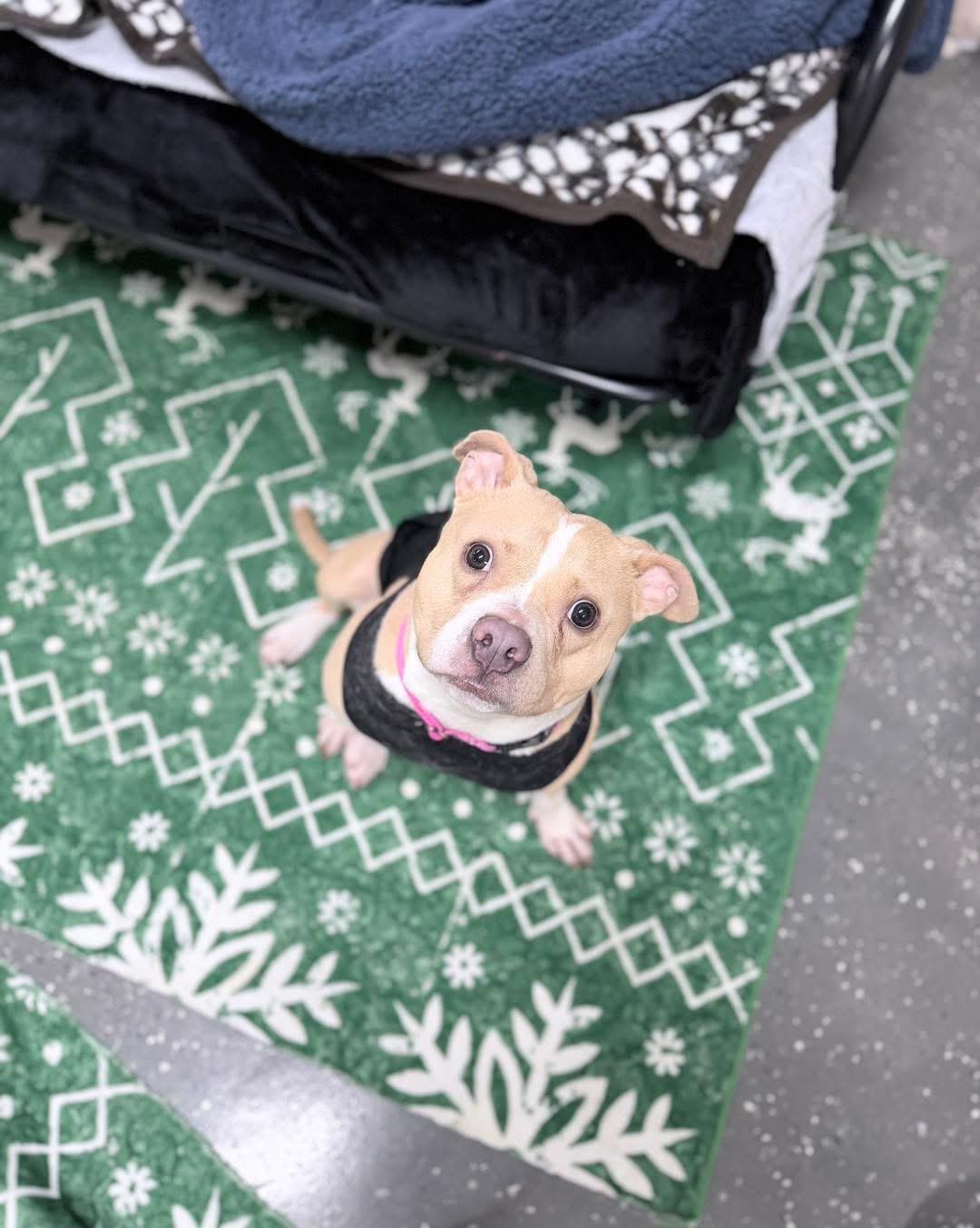 Enlarge Xena, an adoption pending mixed breed in Youngstown, OH image 6/6