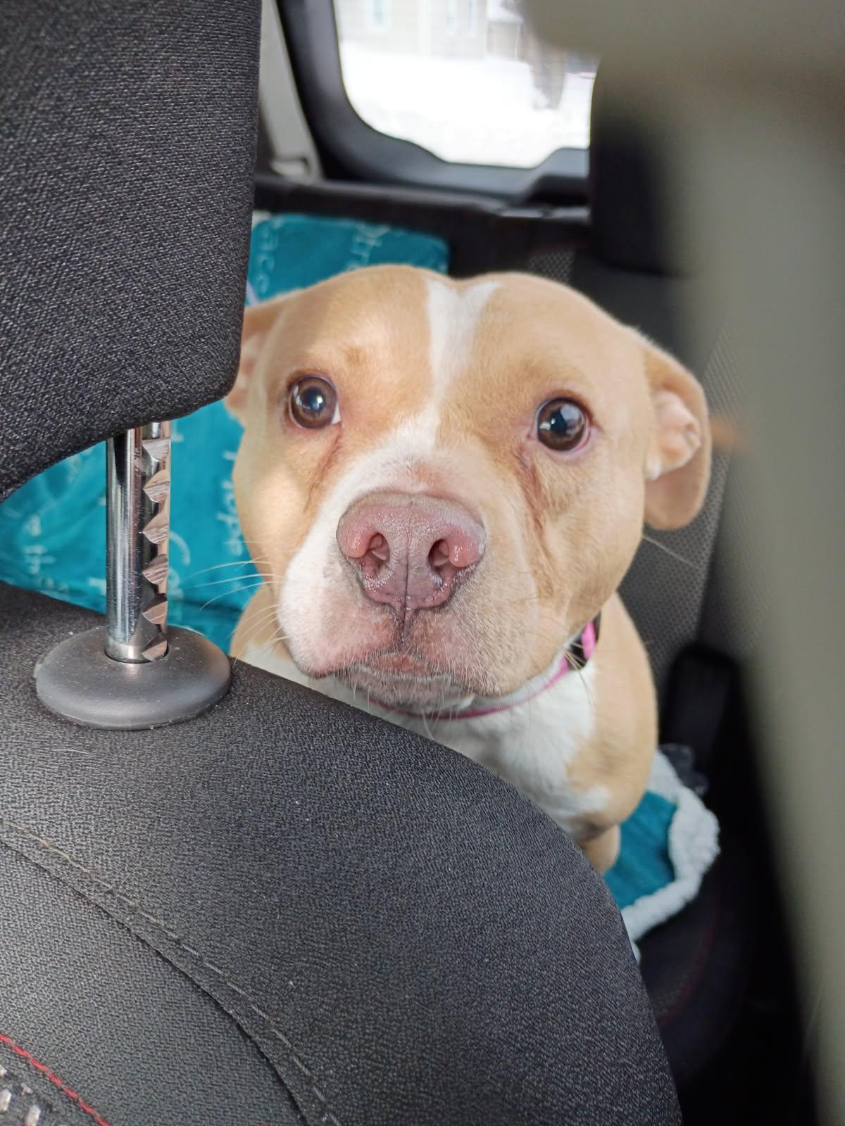 Enlarge Xena, an adoption pending mixed breed in Youngstown, OH image 1/6