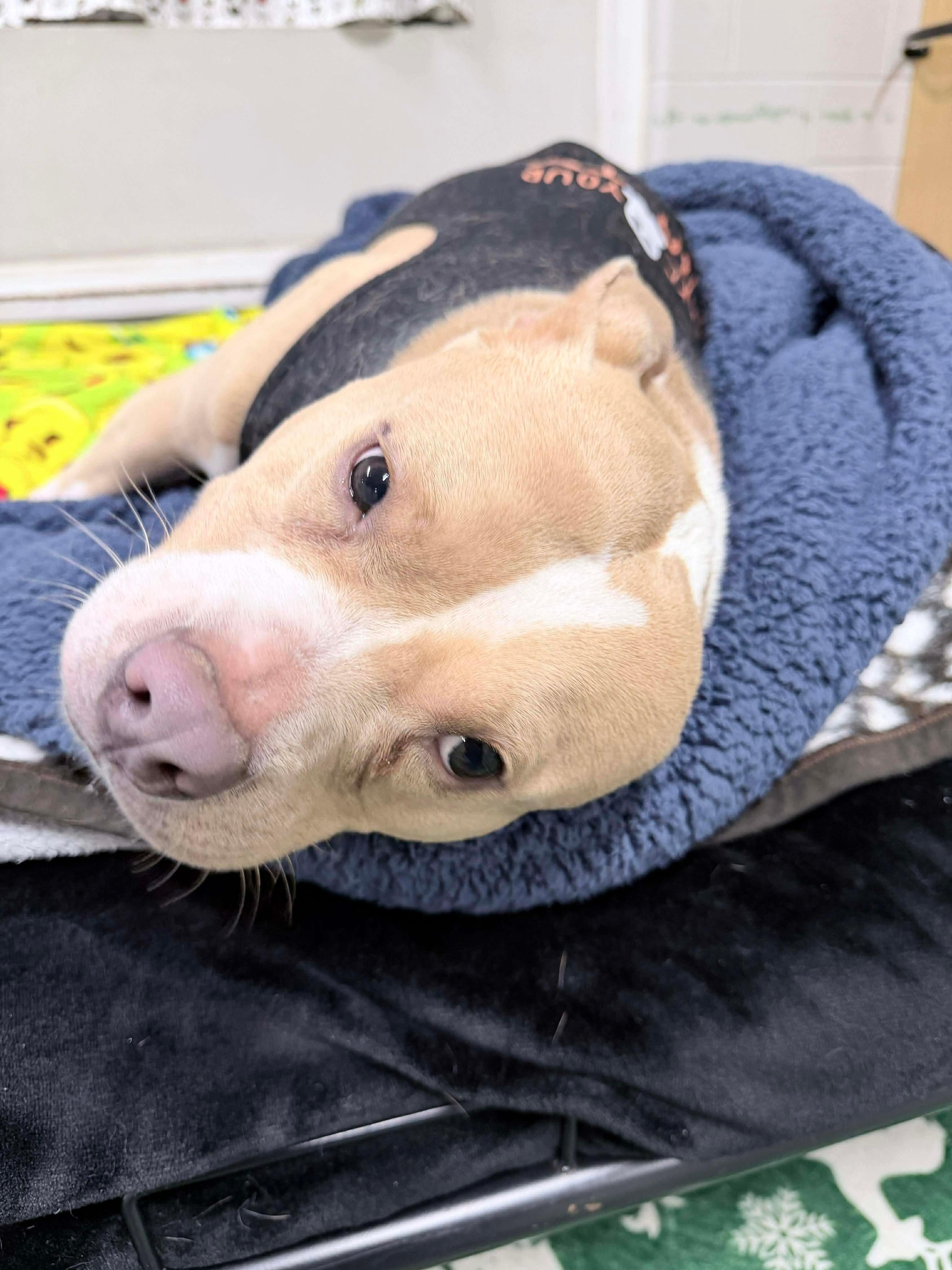 Enlarge Xena, an adoption pending mixed breed in Youngstown, OH image 3/6