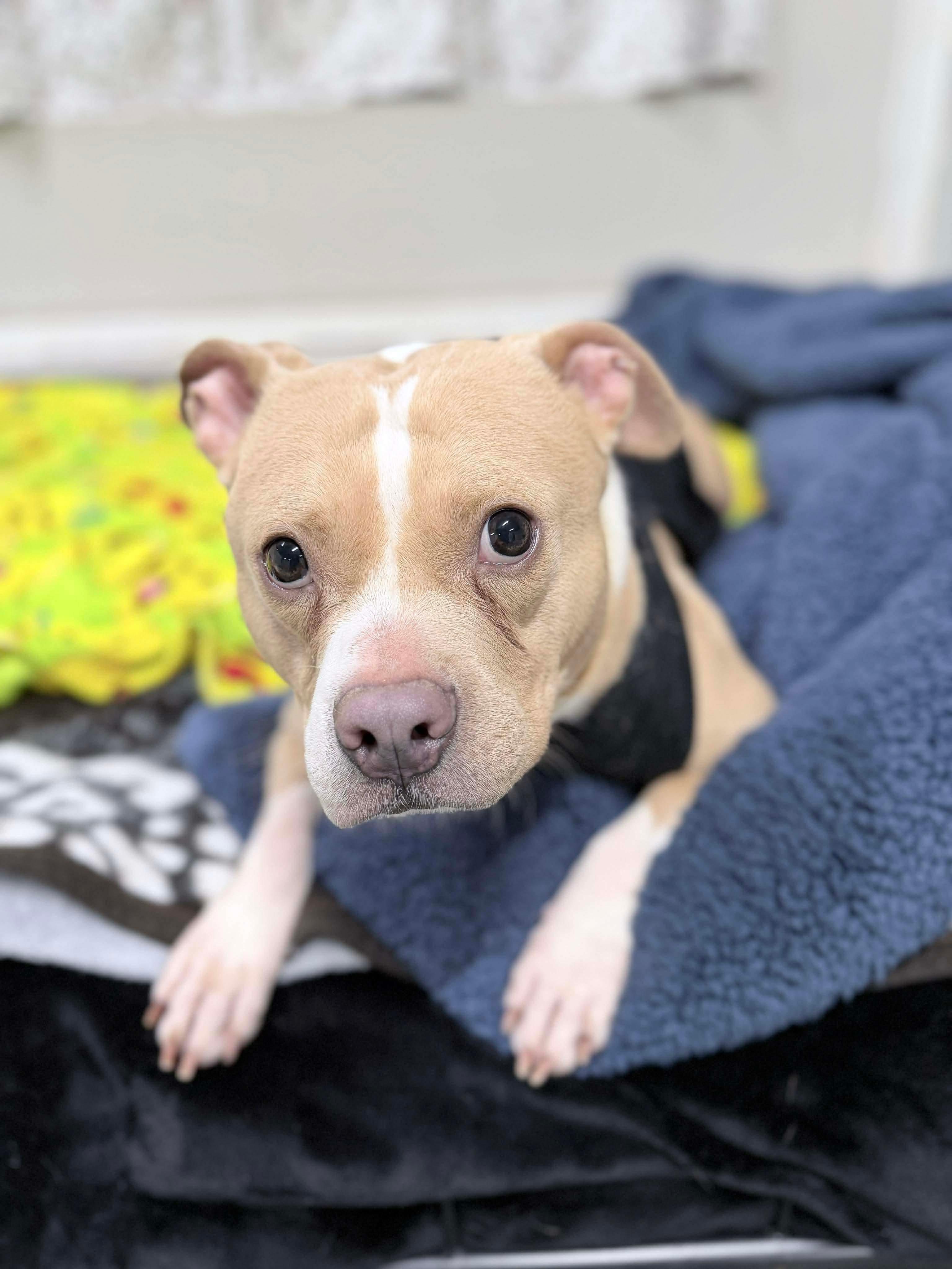 Enlarge Xena, an adoption pending mixed breed in Youngstown, OH image 5/6