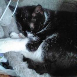 Bongo, Adoptable, Adult Male Domestic Short Hair.