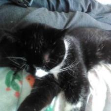 Enlarge Bongo, a Adoptable Domestic Short Hair in Los Angeles, CA image 2/4