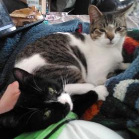 Enlarge Bongo, a Adoptable Domestic Short Hair in Los Angeles, CA image 3/4