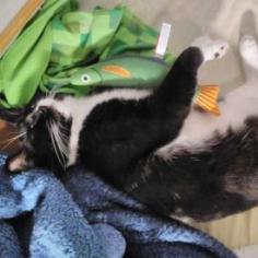 Enlarge Bongo, a Adoptable Domestic Short Hair in Los Angeles, CA image 4/4