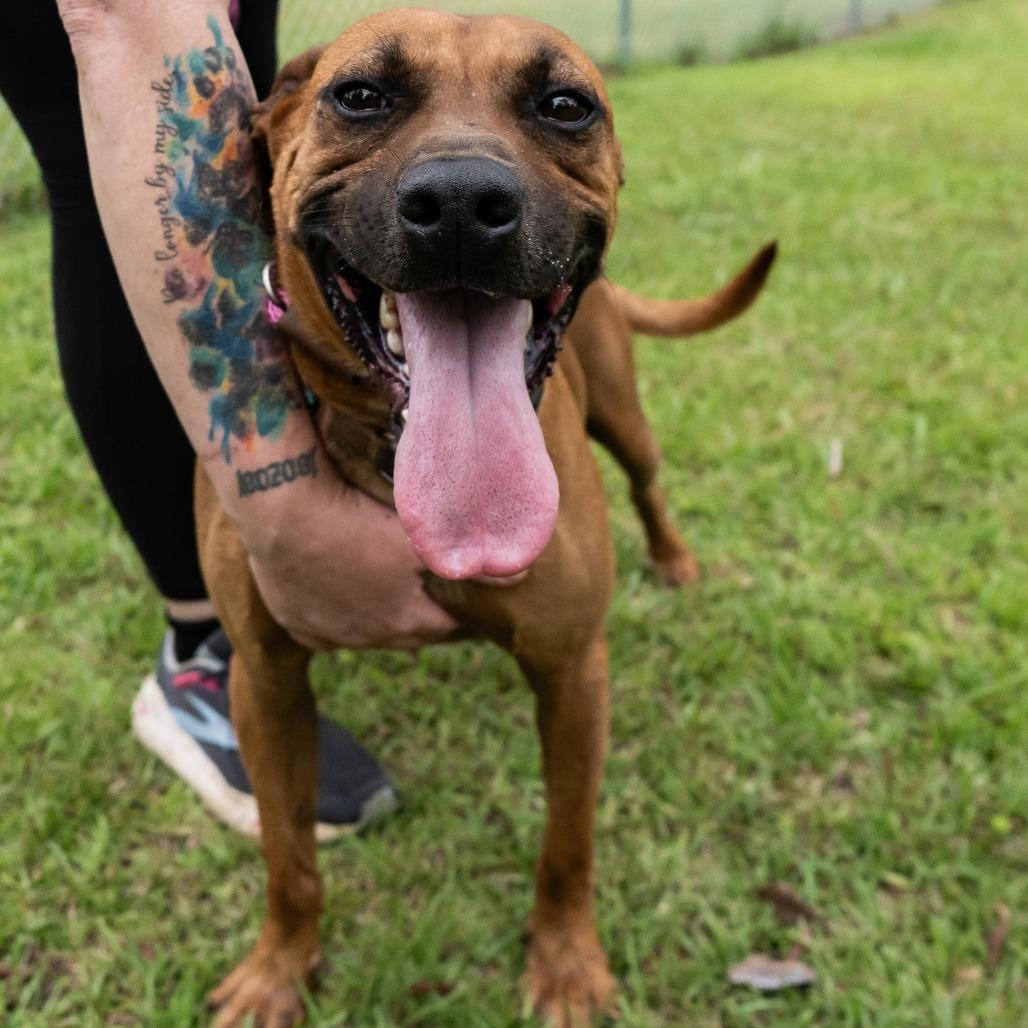 Enlarge Luca, a Adoptable mixed breed in Donalsonville, GA image 1/6